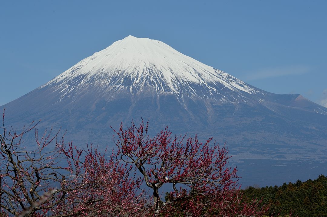 富士山と紅梅