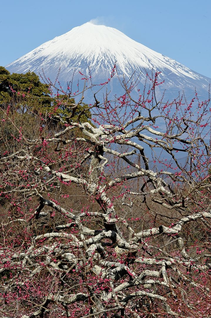 富士山と紅梅
