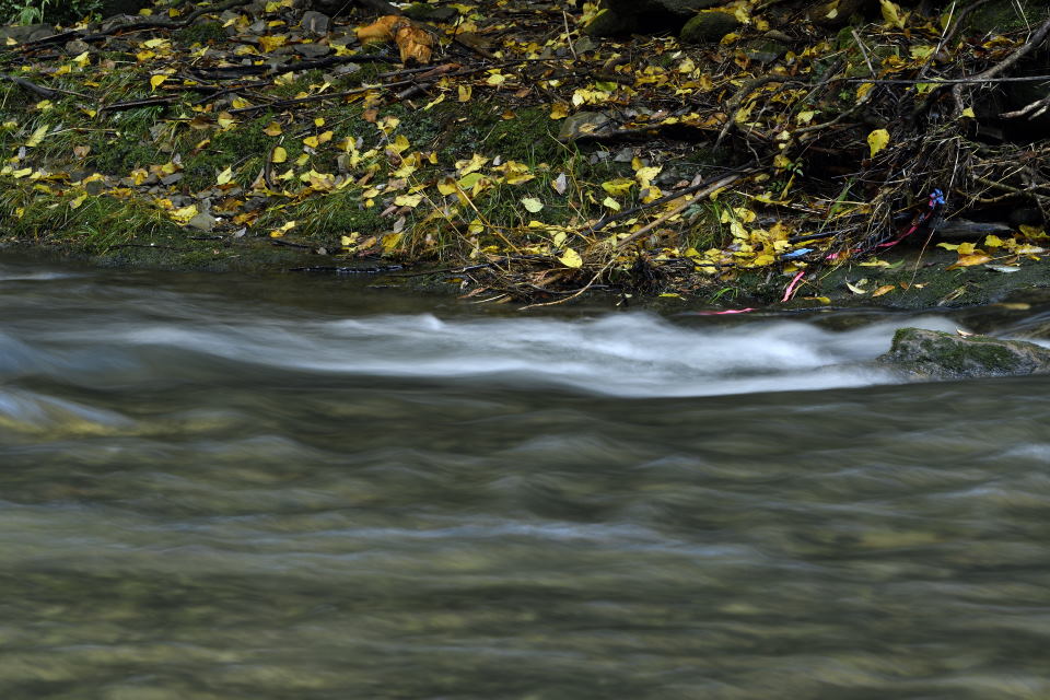 渓流と落葉