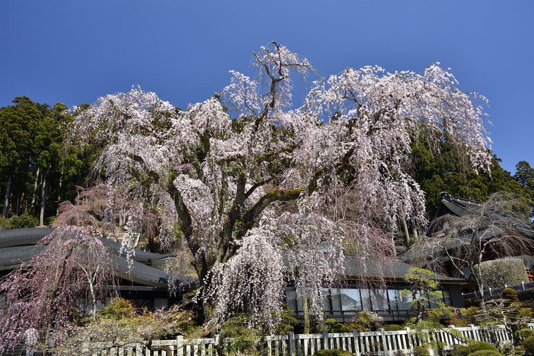 祖師堂前の枝垂桜