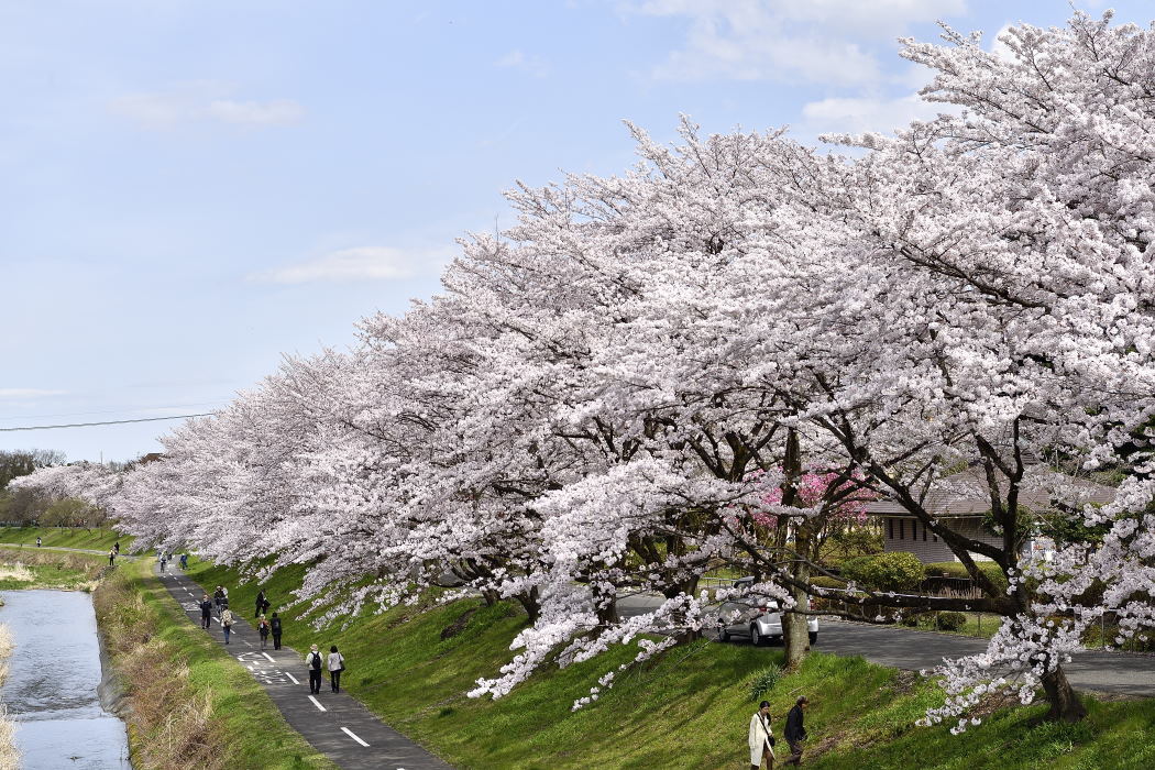 南浅川沿いの桜並木