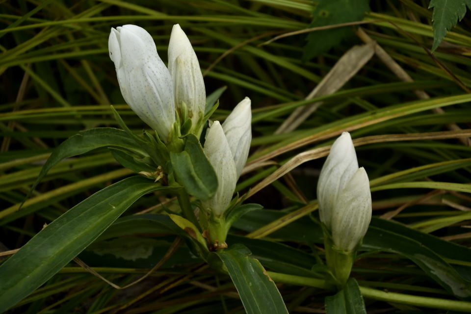 白花のエゾリンドウ